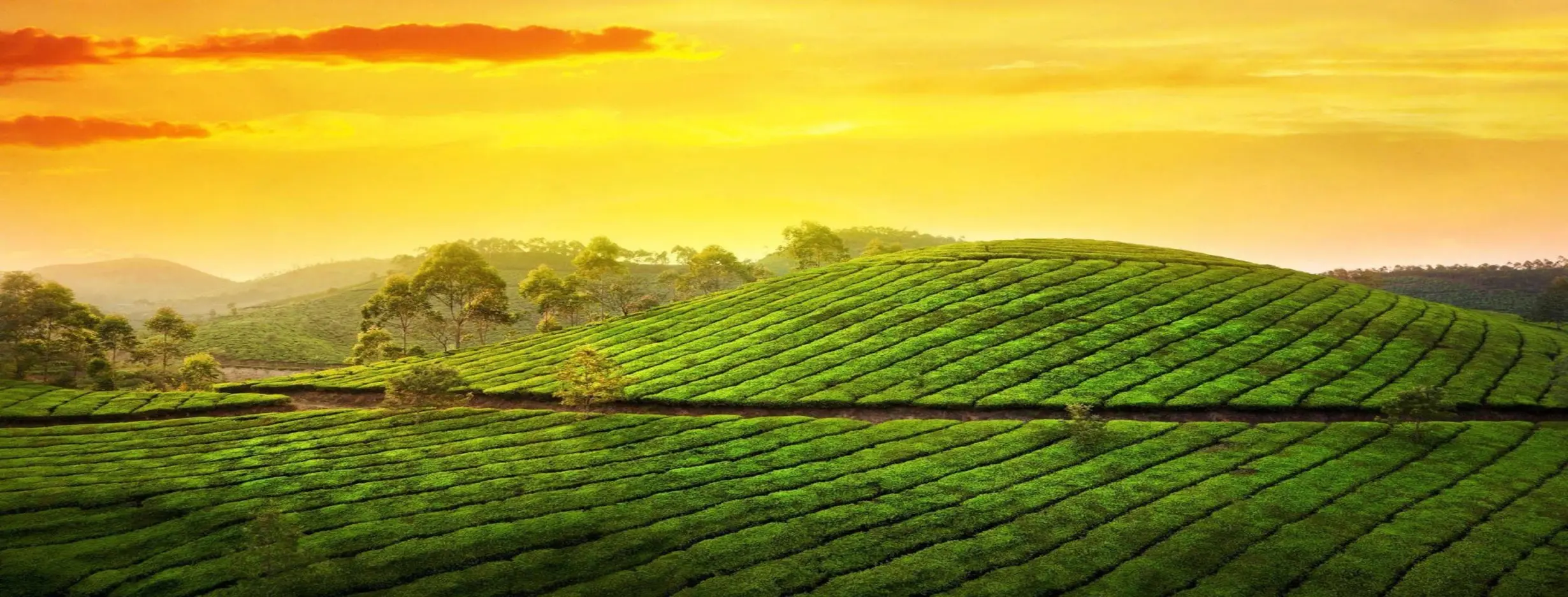 Image for Tea Plantation Tour